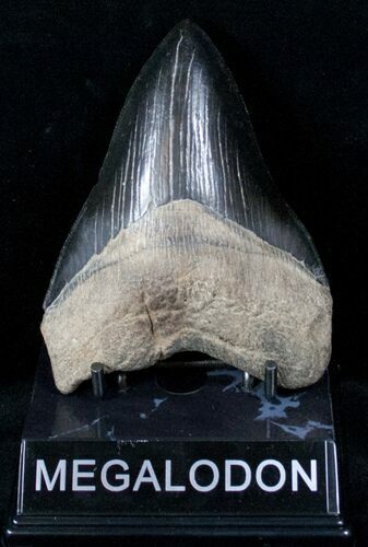 Beautiful Megalodon Tooth - Medway Sound #12876